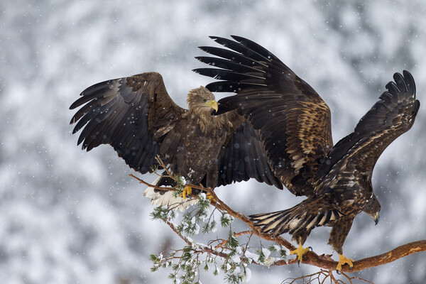 Two White-Tailed Eagles in Winter Picture Board by Arterra 
