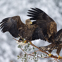 Buy canvas prints of Two White-Tailed Eagles in Winter by Arterra 