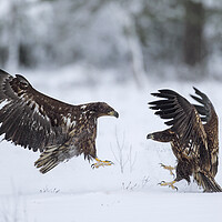 Buy canvas prints of Two Fighting White-Tailed Eagles in winter by Arterra 