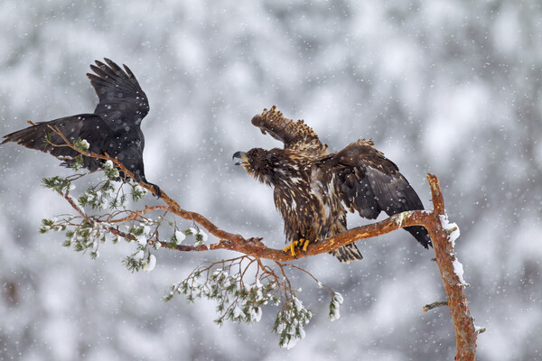 White-Tailed Eagle and Raven Picture Board by Arterra 