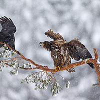 Buy canvas prints of White-Tailed Eagle and Raven by Arterra 