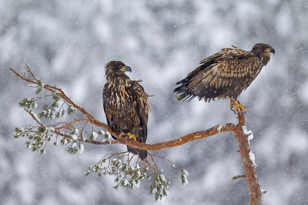 Two Young White-Tailed Eagles in winter Picture Board by Arterra 