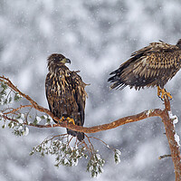 Buy canvas prints of Two Young White-Tailed Eagles in winter by Arterra 