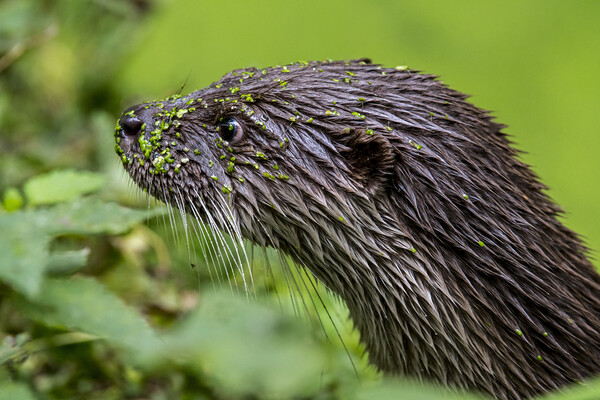 River Otter Covered in Duckweed Picture Board by Arterra 
