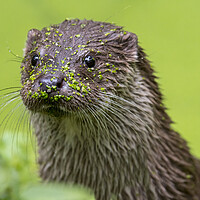 Buy canvas prints of River Otter Close Up by Arterra 