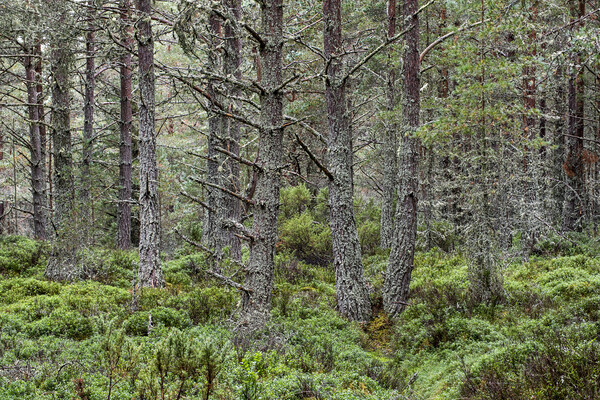 Scots Pines in Abernethy Forest, Scotland Picture Board by Arterra 