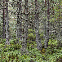 Buy canvas prints of Scots Pines in Abernethy Forest, Scotland by Arterra 