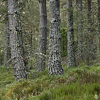 Buy canvas prints of Caledonian Forest in Strathspey, Scotland by Arterra 