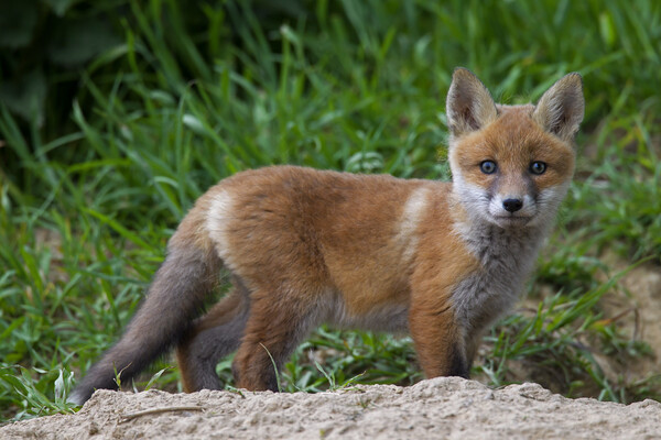 Red Fox Cub Picture Board by Arterra 