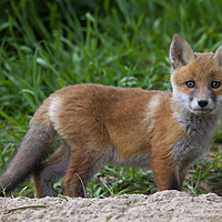 Buy canvas prints of Red Fox Cub by Arterra 