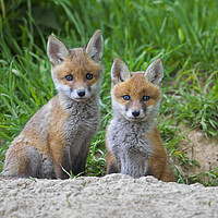 Buy canvas prints of Two Red Fox Kits at Den by Arterra 