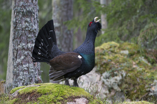 Western Capercaillie Calling in Woodland Picture Board by Arterra 