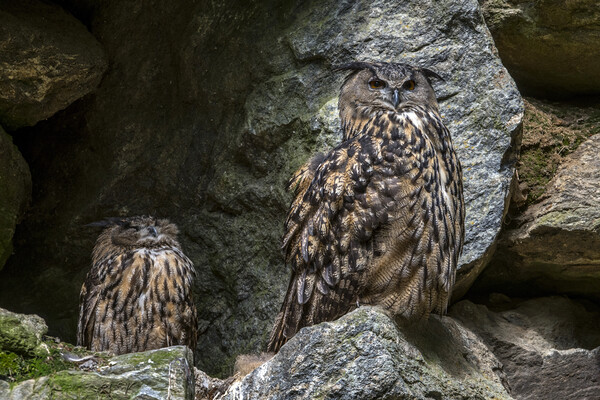 Eurasian Eagle Owl Pair on Nest Picture Board by Arterra 