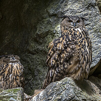 Buy canvas prints of Eurasian Eagle Owl Pair on Nest by Arterra 