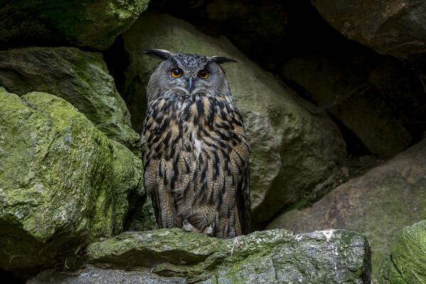 Eurasian Eagle Owl in Rock face Picture Board by Arterra 
