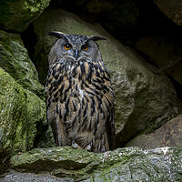 Buy canvas prints of Eurasian Eagle Owl in Rock face by Arterra 
