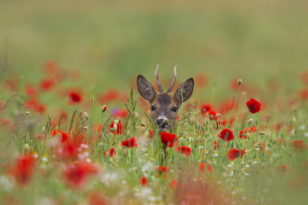 Roe Deer in Meadow with Poppies Picture Board by Arterra 