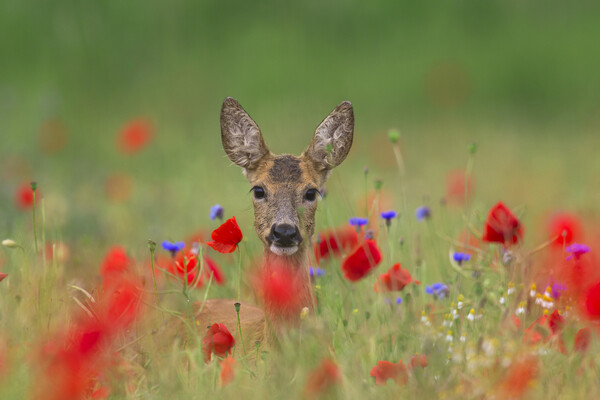 Roe Deer and Poppies Picture Board by Arterra 