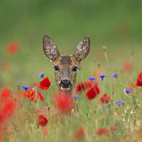 Buy canvas prints of Roe Deer and Poppies by Arterra 