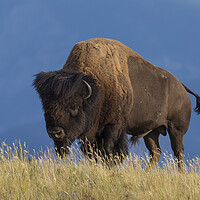 Buy canvas prints of American Bison by Arterra 