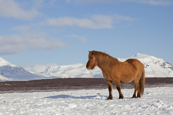 Icelandic Horse in Winter Picture Board by Arterra 