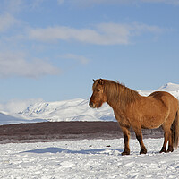 Buy canvas prints of Icelandic Horse in Winter by Arterra 