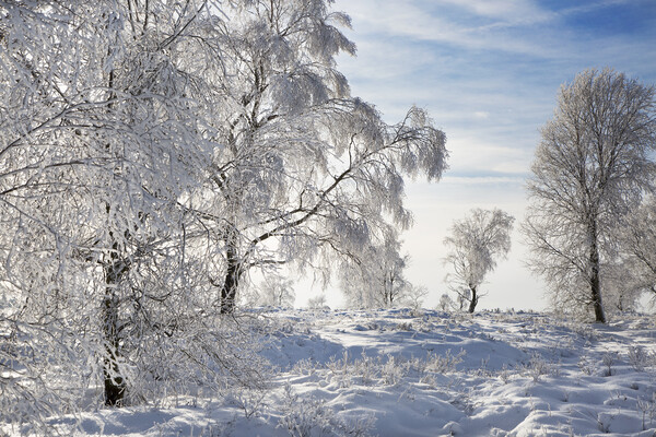 Birch Trees in Winter Picture Board by Arterra 