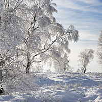 Buy canvas prints of Birch Trees in Winter by Arterra 