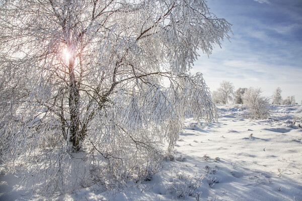 Birch Tree in the Snow Picture Board by Arterra 