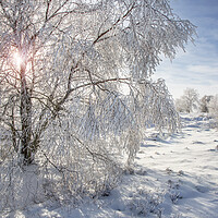 Buy canvas prints of Birch Tree in the Snow by Arterra 