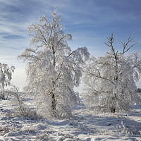 Buy canvas prints of Birch Trees Covered in Frost by Arterra 