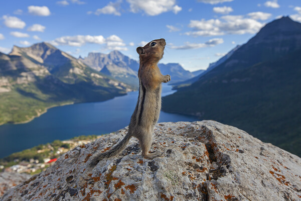 Ground Squirrel in the Canadian Rockies Picture Board by Arterra 