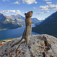 Buy canvas prints of Ground Squirrel in the Canadian Rockies by Arterra 