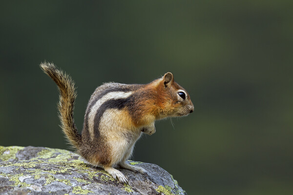 Golden-Mantled Ground Squirrel on Rock Picture Board by Arterra 