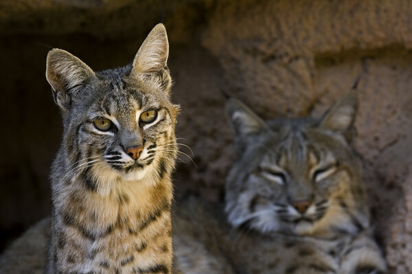 Two Bobcats Picture Board by Arterra 
