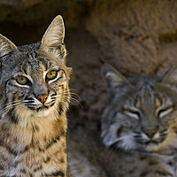 Buy canvas prints of Two Bobcats by Arterra 