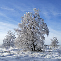 Buy canvas prints of Birch Tree in the Snow in Winter by Arterra 