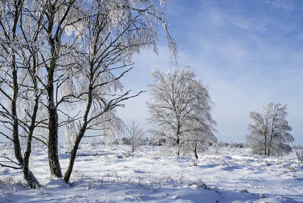Birch Trees in Winter Landscape Picture Board by Arterra 