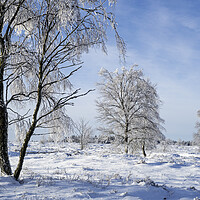 Buy canvas prints of Birch Trees in Winter Landscape by Arterra 