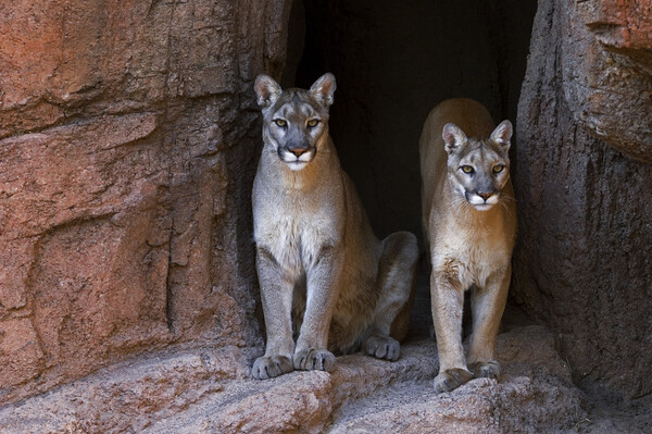 Two Pumas at Cave Entrance Picture Board by Arterra 