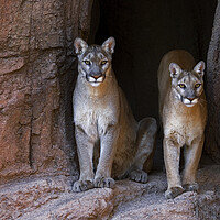 Buy canvas prints of Two Pumas at Cave Entrance by Arterra 