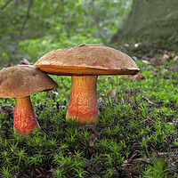 Buy canvas prints of Stem Boletes in Autumn Forest by Arterra 