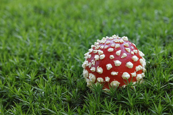 Fly Agaric on Moss Picture Board by Arterra 