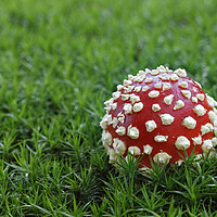 Buy canvas prints of Fly Agaric on Moss by Arterra 