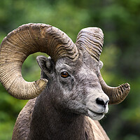 Buy canvas prints of Bighorn Sheep Ram by Arterra 