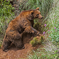 Buy canvas prints of Brown Bear Climbing Mountain Slope by Arterra 