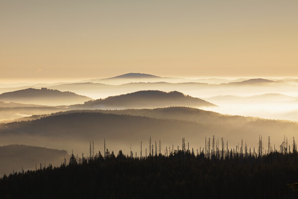 Bavarian Forest Covered in Mist, Germany Picture Board by Arterra 