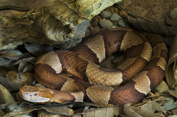 Broad-Banded Copperhead Picture Board by Arterra 