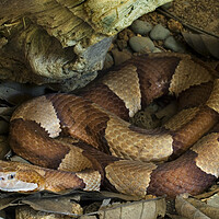 Buy canvas prints of Broad-Banded Copperhead by Arterra 