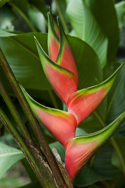 Heliconia stricta Picture Board by Arterra 